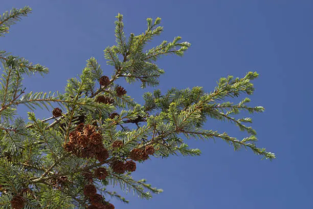 Photo of Forrest's hemlock - Tsuga forrestii - branches against blue sky