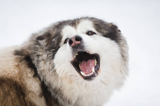 istock The jaws of the dog 485175358