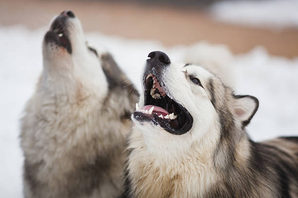 istock Two dogs breed of malamutes 485175362