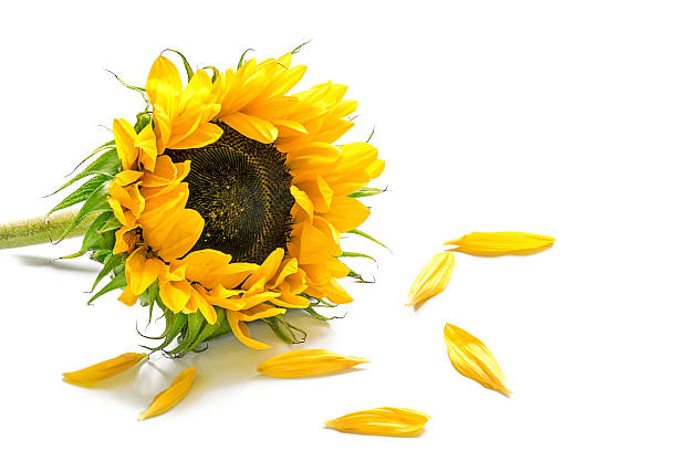 Photo of Sunflower and some petals isolated on white