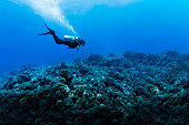 Woman Scuba Diving Over Huge Reef in Rangiroa, French Polynesia