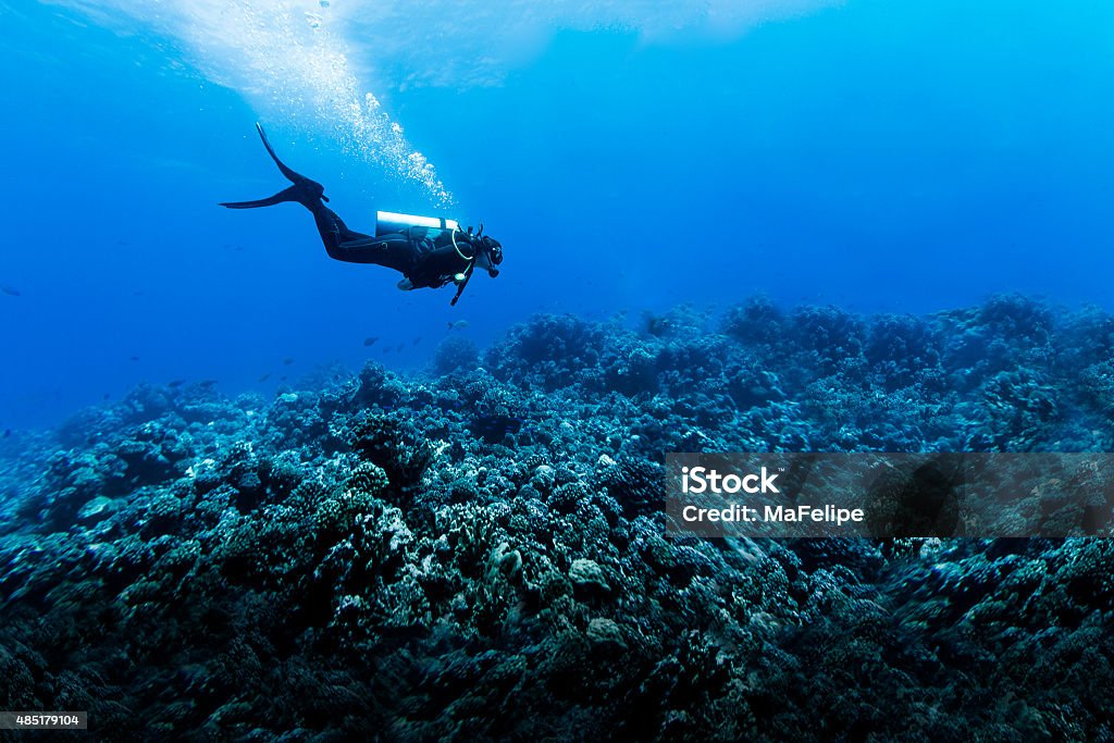 Woman Scuba Diving Over Huge Reef in Rangiroa, French Polynesia A DSLR underwater photo of a woman scuba diving in Tiputa Pass, Rangiroa, French Polynesia. She is swimming in profile to the camera from left to right over a big reef with some scattered small fishes.  The water is clear blue with many meters in visibility. She is letting go lots of bubbles. Scuba Diving Stock Photo