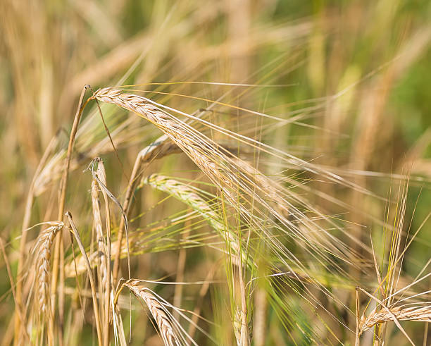 istock gold ears of wheat under sky 485182168