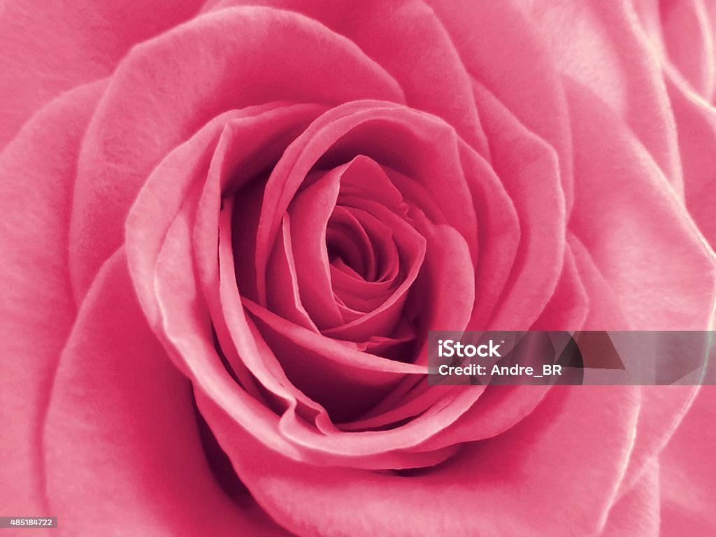 Beautiful blooming pink rose. Beautiful blooming pink rose closeup. Natural delicate floral pink background. Delicate soft sensual rose flower. Greeting card happy Valentine's Day. Single Rose Stock Photo