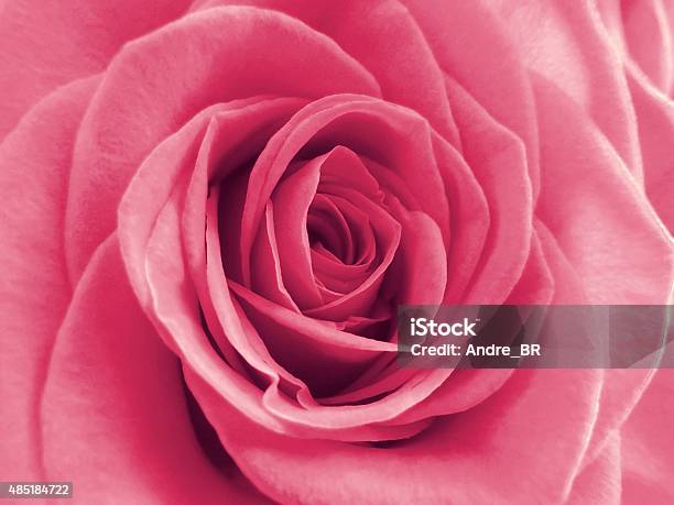 Beautiful Blooming Pink Rose Stock Photo - Download Image Now - Single Rose, 2015, Beauty