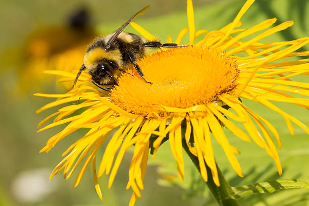 istock bumblebee on the sunflower 485185044