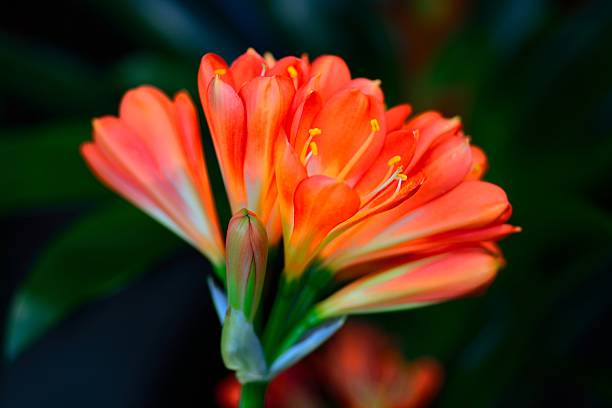istock Kaffir Lily flower(Clivia) 485188369