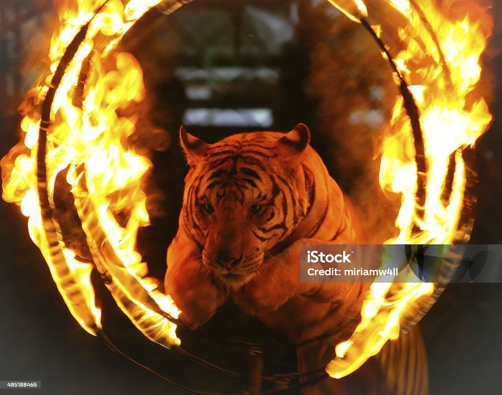 Tiger jumping through ring of fire Tiger jumping through a burning ring Circus Stock Photo