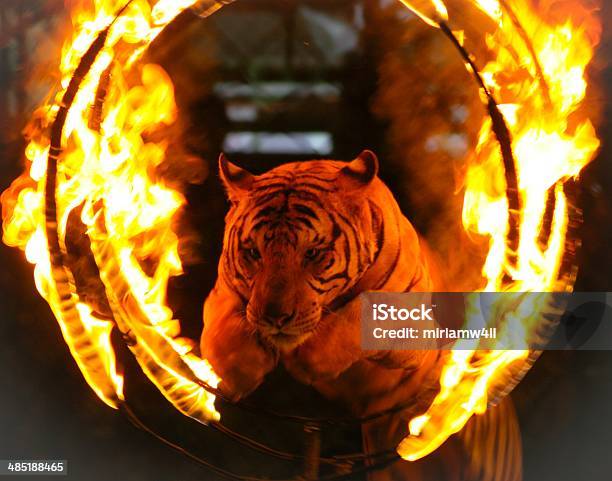Tiger Jumping Through Ring Of Fire Stock Photo - Download Image Now - Circus, Tiger, Fire - Natural Phenomenon