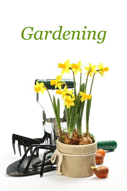 istock Narcissus and gardening tools isolated on white with sample text 485189021
