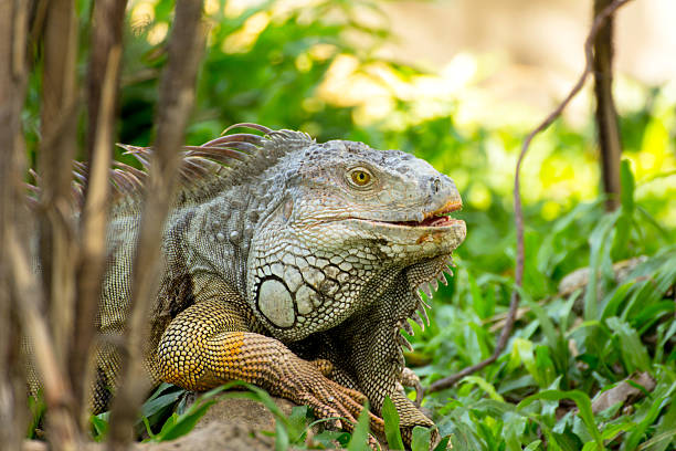 istock iguana lizard laying on the grass in the wild 485189131