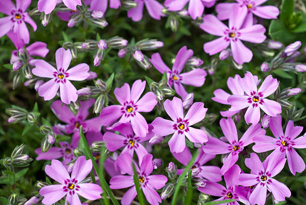 istock Phlox subulata flowers 485189361