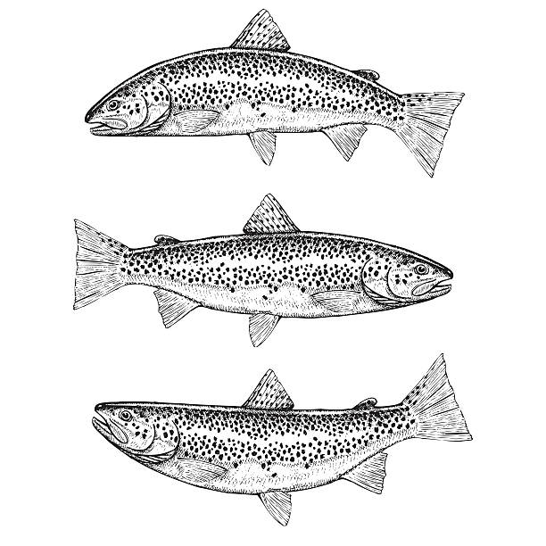 ilustrações de stock, clip art, desenhos animados e ícones de mão desenhadas ilustrações de truta marisca - fly fishing trout brown trout fishing