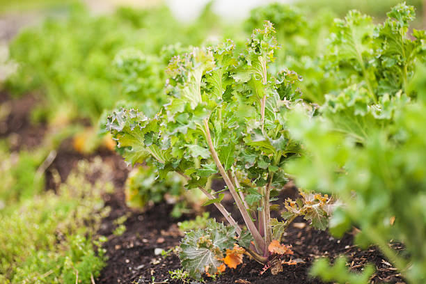 istock Fresh kale in the garden 485190469