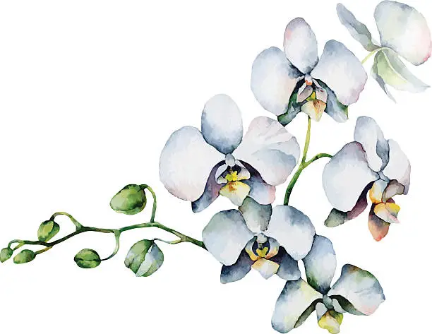 Vector illustration of White orchid