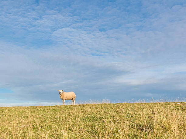 istock Portrait of sheep in grass 485190818