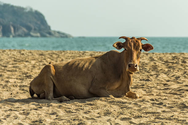 istock Holy cow on the beach 485191065