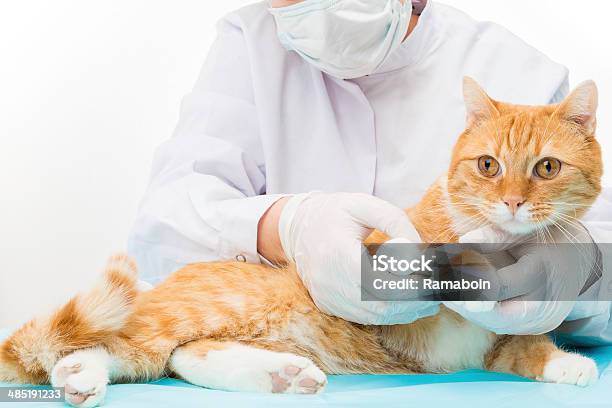 Cat At The Doctor Stock Photo - Download Image Now - Domestic Cat, Paw, Physical Injury