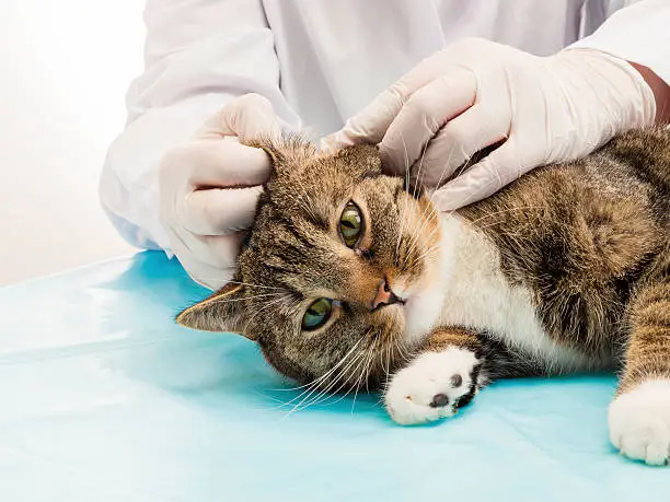 Veterinarian when treating ear mites in tiger cats