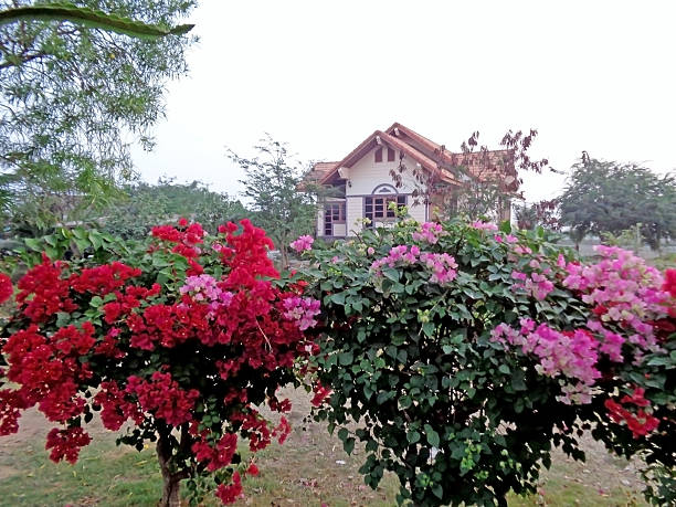 istock Flowering bougainvillea 485191669