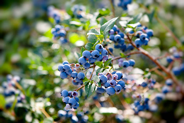 Wild Blueberries stock photo