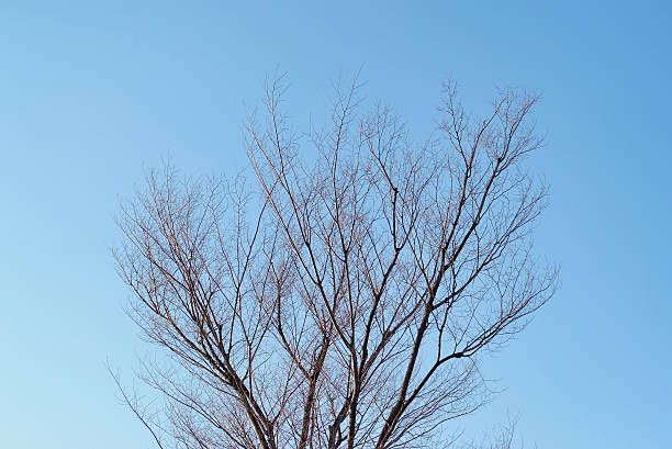 Winter Trees stock photo