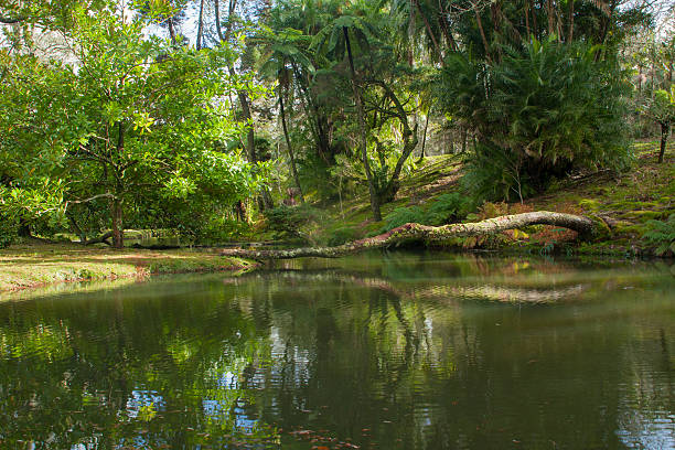 istock Park in Furnas, Azorian islands 485193112