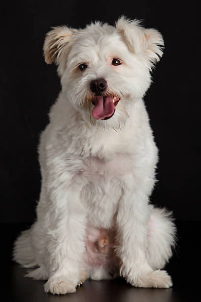 istock Young white dog on black background 485193917