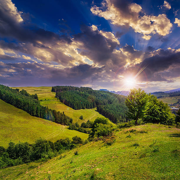 istock pine trees near valley in mountains  at sunset 485195143