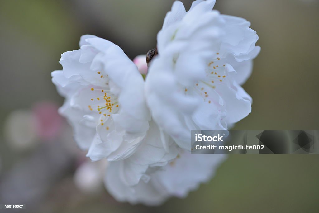 Flor de melocotón - Foto de stock de Blanco - Color libre de derechos