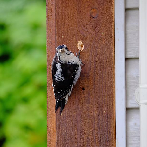 Wasn't me young woodpecker making a hole in the siding on a house. woodpecker stock pictures, royalty-free photos & images