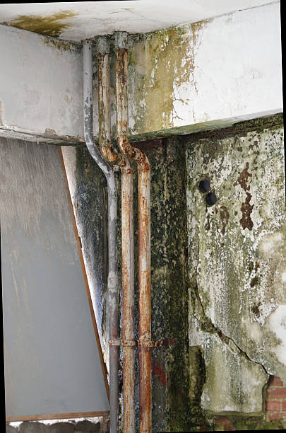 istock old pipe fungal mold wall 485197398