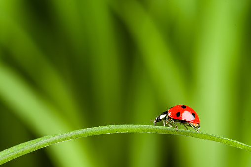 Ladybug on Green Grass Over Green Bachground. studio shot
