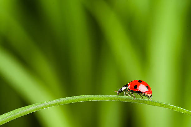 biedronka na zielonej trawie na bachground - ladybug grass leaf close up zdjęcia i obrazy z banku zdjęć