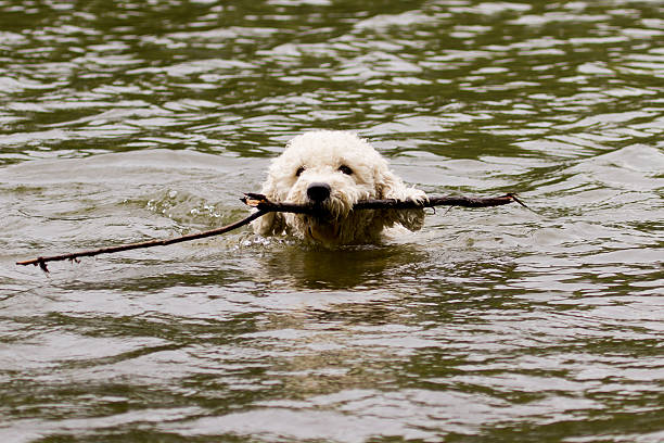 istock Australian Labradoodle swimming with stick 485197638