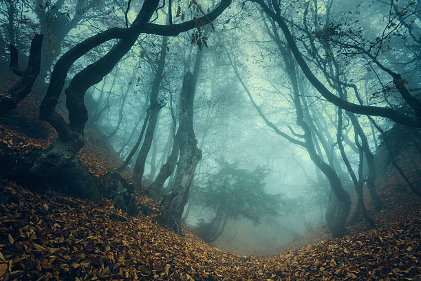 Trail through a mysterious dark old forest in fog. Autumn