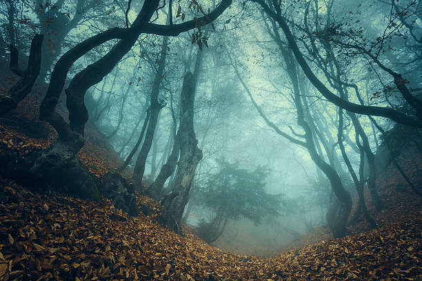 Trail through a mysterious dark old forest in fog. Autumn stock photo