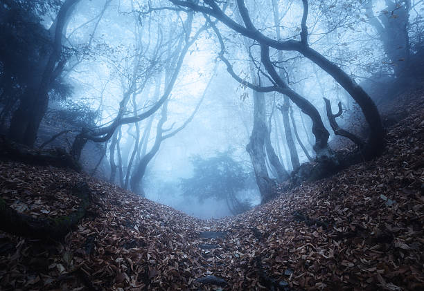 istock Trail through a mysterious dark old forest in fog. Autumn 485198418