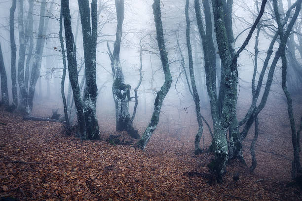 istock Trail through a mysterious dark old forest in fog. Autumn 485200498
