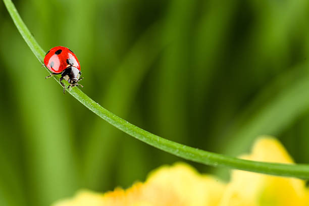 istock Ladybug running along on blade of  green grass 485200652