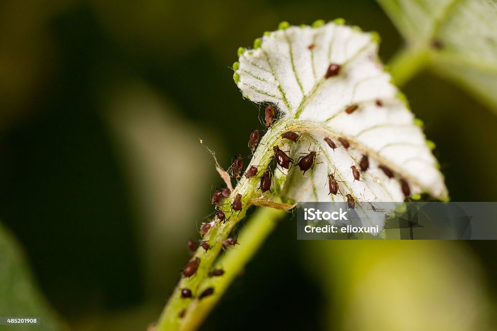 Vine pests Little vine pest attack a leaf. Aphid Stock Photo