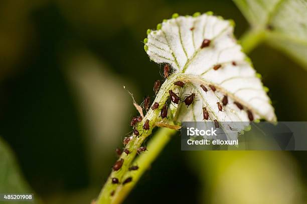 Vine Pests Stock Photo - Download Image Now - Aphid, Vine - Plant, 2015