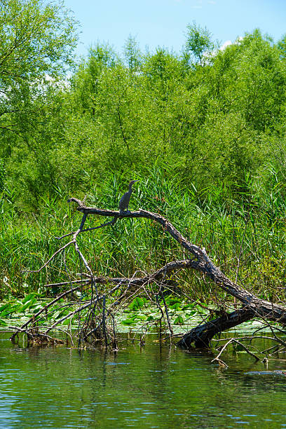 istock Cormorant, Skadar Lake 485202120