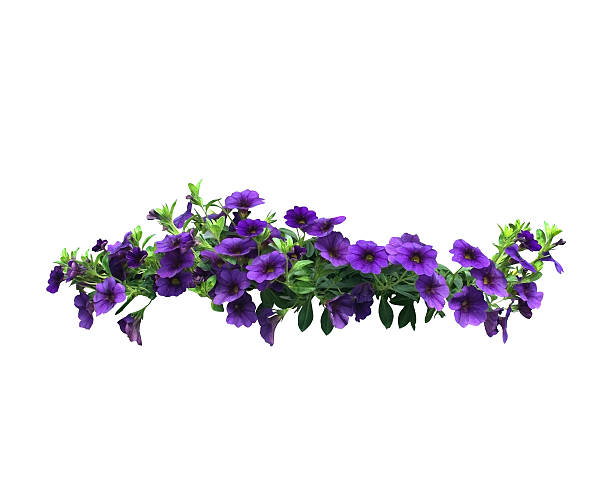 istock Petunia flowers hanging basket 485205864