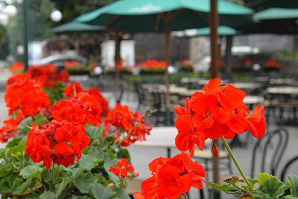 flower bed, against a sidewalk cafe