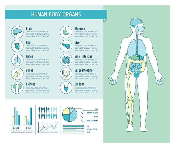menschlichen körper infografiken - magen grafiken stock-grafiken, -clipart, -cartoons und -symbole