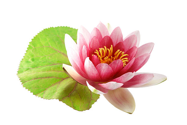 istock Lotus or water lily isolated 485209680
