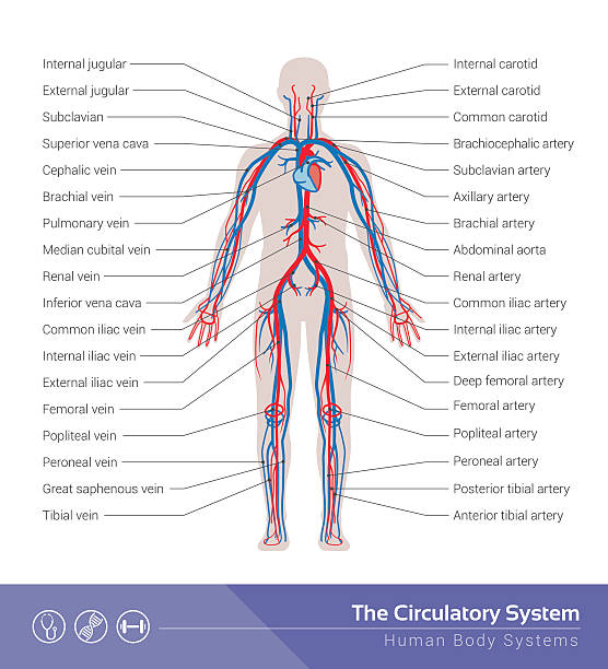 ilustraciones, imágenes clip art, dibujos animados e iconos de stock de el sistema circulatorio - sistema cardiovascular