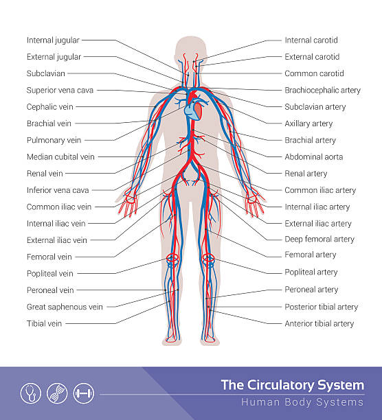 illustrazioni stock, clip art, cartoni animati e icone di tendenza di il sistema circolatorio - human vein illustrations