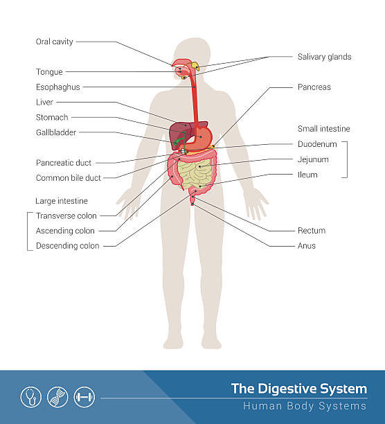 illustrazioni stock, clip art, cartoni animati e icone di tendenza di l'apparato digerente - alimentary